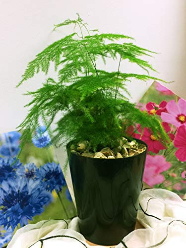 Easy Plants - 1 planta de mesa de helecho de espárragos de hoja perenne Setaceus en maceta de cerámica negra alta