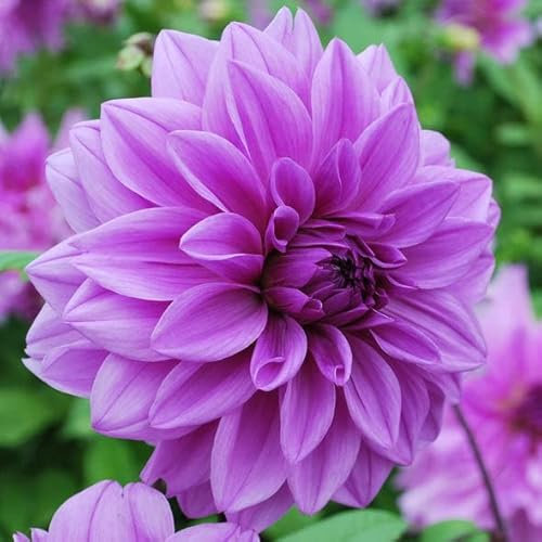 2 x Purple Dahlia Lilac Time (Dinner-Plate) Tuber to Plant (Free UK Postage)