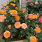 120 pcs Rosa chinensis Blumensamen zimmerpflanze saatgut, rosen samen blumensamen ostergeschenke bienenblumen samen pflanzen garten echte pflanzen bio saatgut garten geschenk exotische