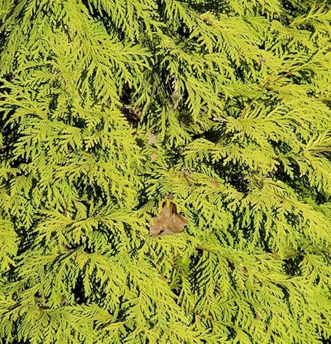 Lebensbaum King of Brabant 60-80cm - Thuja occidentalis