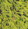 Lebensbaum King of Brabant 60-80cm - Thuja occidentalis
