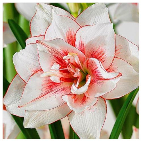 Amaryllis zwiebeln kaufen - Amaryllis zwiebeln ohne wachs - Geeignet für Töpfe und Gärten-1zwiebeln-B