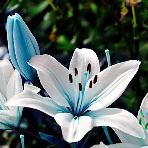 Haloppe 300 semi di piante di fiori blu per piantare giardini domestici, semi di fiori blu per giardino Semi Di Giglio Blu