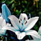 Haloppe 300 semi di piante di fiori blu per piantare giardini domestici, semi di fiori blu per giardino Semi Di Giglio Blu