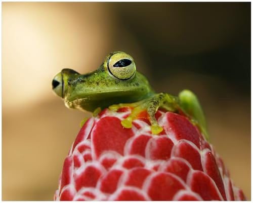 Wallario Poster - Frosch sitzt auf Einer Knospe in Premiumqualität, Größe: 40 x 50 cm