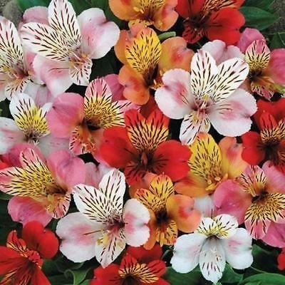 Giglio peruviano ibridi semi di fiore Mix (Alstroemeria Hybrida Dr.Salters Mix) 15 + Semi