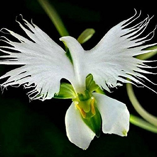 100 Stück Japanische Egret Orchideen Blumensamen Frischer Duft Weiß Garten Blume Welt Dekoration Bepflanzung