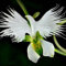 100 Stück Japanische Egret Orchideen Blumensamen Frischer Duft Weiß Garten Blume Welt Dekoration Bepflanzung