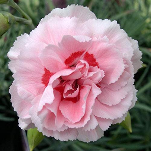 6 x Feder Nelke Doris - Dianthus Plumarius 'Doris' Topf 9x9cm: Leuchtend rosa Blüten, ansprechender Duft, perfekt für Blumenbeete.
