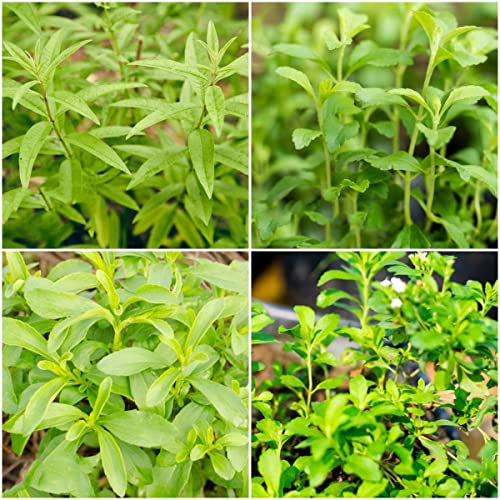200 Stück stevia samen bio grünpflanzen - Seltene Pflanzen serie - balkon pflanzen winterfest garden gartenpflanzen ingarden kräutergarten indoor kräuter hochbeet dekopflanze kräutergarten