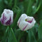 12 Pcs Tulpenzwiebeln, Tulpen Zwiebeln Frühlingsblumen, Blumenzwiebeln Frühblüher Wildtulpen Zwiebeln, Deko Wohnzimmer, Winterfeste Pflanzen Für Balkon Winterlinge Zwiebeln Winterhart