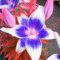 Lilienzwiebeln-Winterhart MehrjäHrig,Lilien Blumenzwiebeln,Lilie Zimmerpflanze,Lilien Pflanzen,Lilien Zwiebeln,Bonsai Pflanze,Schnittblumen,Einfache Wartung-5zwiebeln-d