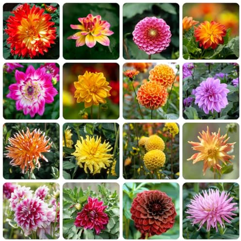 dalia tuberi perenne resistente - Dahlia - Le piante da giardino sono resistenti bulbi di dalia resistenti Pianta fiori decorativi per il balcone I bulbi da fiore sono perenni, 10pcs