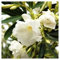 zumari 150 semillas de flor de adelfa Blanca.