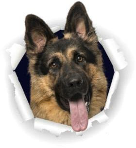 GAETOYEN Autoaufkleber Hund Personalisiert 8 cm 3D Deutscher Schäferhund Hund Aufkleber Aufkleber An Der Wand Kühlschrank Toilette Auto Fahrrad Css1A9122