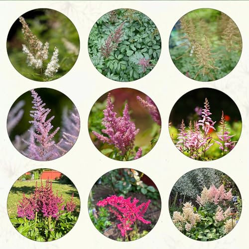 500 pcs astilbe samen bienenweide saatgut astilben, blumenwiese samen bienenfreundliche blumensamen gartenblumen baumsamen gewächshaus balkon büropflanzen bäume garten winterhart blumensamen