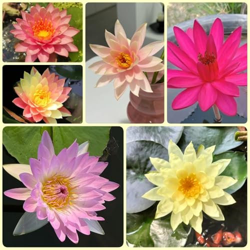 15 pcs Seerose Samen, Lotus Seeds, wasserpflanzen deko pflanzen Seerosen Kaufen, Teichpflanzen Winterhart, pflanzen winterhart draußen, outdoor pflanzen Wasserpflanzen Teich Winterhart