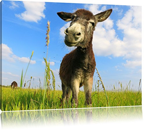 Pixxprint Esel in einem Feld in sonnigen Tag, Größe: 60x40cm, Leinwandbild, fertig gespannt, Wandbild, Dekoration, Kunstdruck, kein Poster