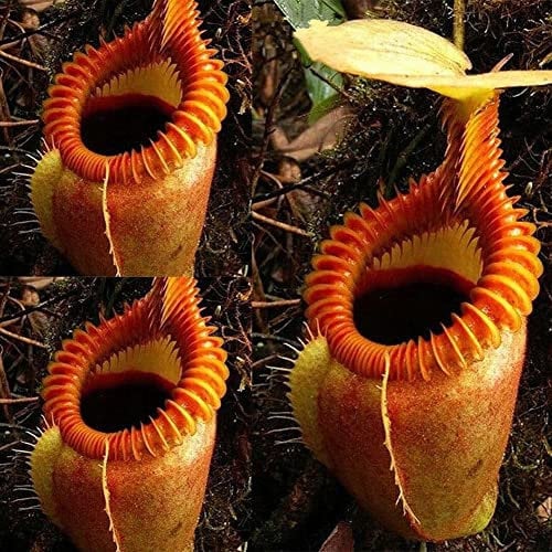 Haloppe 120 Stücke Nepenthes Blumen Pflanzen Samen für Hausgarten Pflanzen, Nepenthes Samen Garten Balkon Dach Bonsai Fleischfressende Kannenpflanzen Nepenthes-Samen