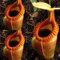 Haloppe 120 Stücke Nepenthes Blumen Pflanzen Samen für Hausgarten Pflanzen, Nepenthes Samen Garten Balkon Dach Bonsai Fleischfressende Kannenpflanzen Nepenthes-Samen