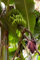 5 graines de Musa acuminata BANANES Graines exotiques