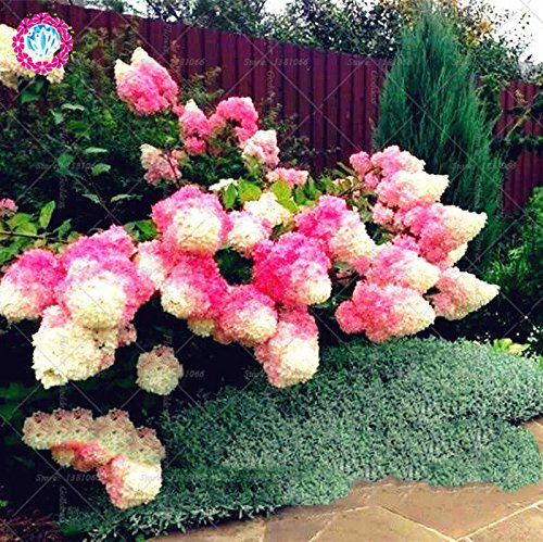 planta de 10 piezas Hydrangea paniculata vainilla Fraise semillas de flores de semillas de fresa hortensias bonsai en macetas para el jardín de 2