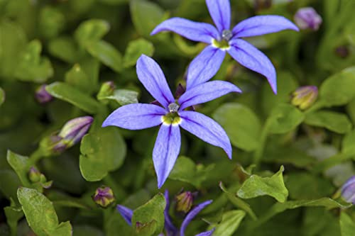 Pratia pedunculata 9x9 cm Topf – Winterhart, Mehrjährig, Pflegeleicht – Australische Sternblume – Bodendecker für Garten & Fugen