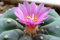 Lophophora fricii - Peyote - San Pedro - 10 Samen
