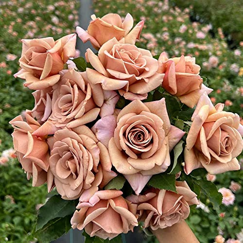 Heirloom Floribunda Roses, Live Own Root Plant for Outdoor Garden, Koko Loko™, Moderately Fragrant, Hardiness Zones: 6-10, Repeat Blooming
