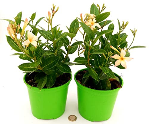 POWERS TO FLOWERS - DIPLADENIA GIALLA-ARANCIO, 2 PIANTE,VASO 13cm, pianta vera
