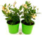 POWERS TO FLOWERS - DIPLADENIA GIALLA-ARANCIO, 2 PIANTE,VASO 13cm, pianta vera