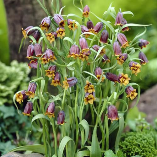 tuberi corona imperiale perenni - resistenti copertura del terreno appartamento 2pcs