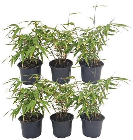 Schirmbambus Fargesia Rufa – 24 Pflanzen – Ø13cm – ca. 25cm hoch – Winterharte Bambuspflanzen für Hecke & Sichtschutz – Pflegeleichte Gartenpflanzen