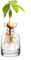 Yaoxianwu Glas-Avocado-Baum-Blumenvasen – Avocado-Baum-Anbau-Set, Blumen, Topf, Eichel, Pflanze, Glaszwiebelvase für Zuhause, Tisch, Schreibtisch, Innendekor1