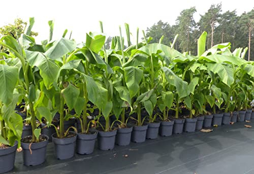 gruenwaren jakubik Bananenstaude Musa Basjoo 100-120 cm winterhart Staude japanische Faserbanane