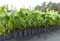 gruenwaren jakubik Bananenstaude Musa Basjoo 100-120 cm winterhart Staude japanische Faserbanane