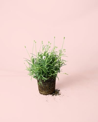 Lavanda Blanca | Plantas Naturales Exterior | Pur Plant