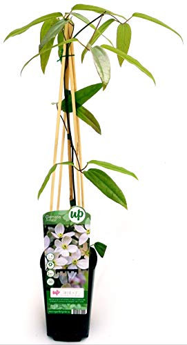 POWERS TO FLOWERS - CLEMATIS ARMANDII, pianta vera