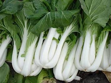 50 SEMI pak choi Cavolo cinese HEIRLOOM 2018:Graines