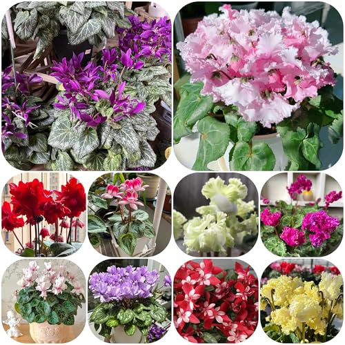semi di ciclamino pianta da appartamento semi di fiori selvatici, semi di fiori da balcone semi di ciclamino ciclamino tappezzante perenne resistente semi di fiori perenni resistenti 250pcs