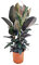 Plant in a Box - Ficus Elastica Abidjan - Gummibaum - Zimmerpflanze - Topf 24cm - Höhe 75-100cm