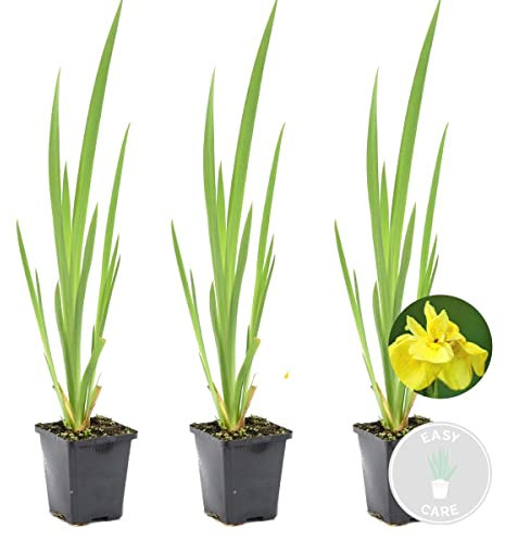 3x Iris 'Pseudacorus' – Iris amarillo – Planta de estanque – Zona 2-3 – ⌀9cm - 20-30cm