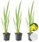 3x Iris 'Pseudacorus' – Iris amarillo – Planta de estanque – Zona 2-3 – ⌀9cm - 20-30cm