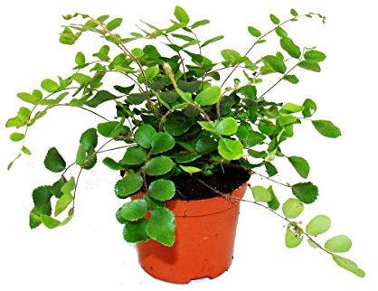 Exotenherz - Pellaea rotundifolia - Pelle- oder Urweltfarn - 9cm Topf