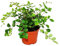 Exotenherz - Pellaea rotundifolia - Pelle- oder Urweltfarn - 9cm Topf