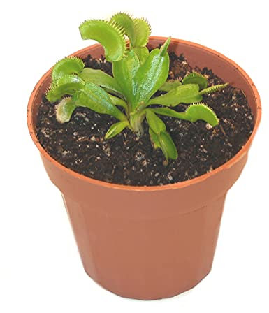 Grow your own Venus Fly Trap