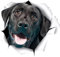 LSGGTIM 2 Stücke Labrador Aufkleber, 3D Hunde Autoaufkleber Schwarze Labrador Retriever Aufkleber Fenster Emblem Sticker Karosserie Kühlschrank Wand Hunderassen Aufkleber Für Auto LKWs,16cmx16cm