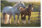 Pferd-Puzzle Für Erwachsene, 1000 Teile, Holzpuzzle, Kinderpuzzle, Dekompressionsspiel, Spielzeugpuzzle （75×50cm）