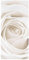 Bilderwelten Raumteiler Top Raumtrenner White Rose 250x120cm + transp. Halterung