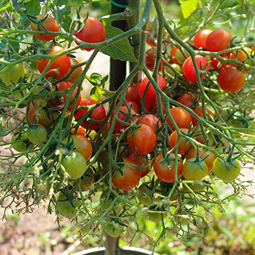Rose Quartz Bio-Tomatensamen für ca. 10 Pflanzen - riesige Fruchtstände, gutes Aroma